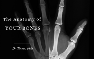 The Anatomy of Your Bones