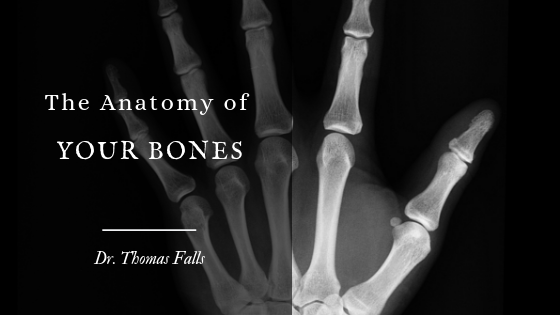 Anatomy Of Your Bones Dr. Thomas Falls